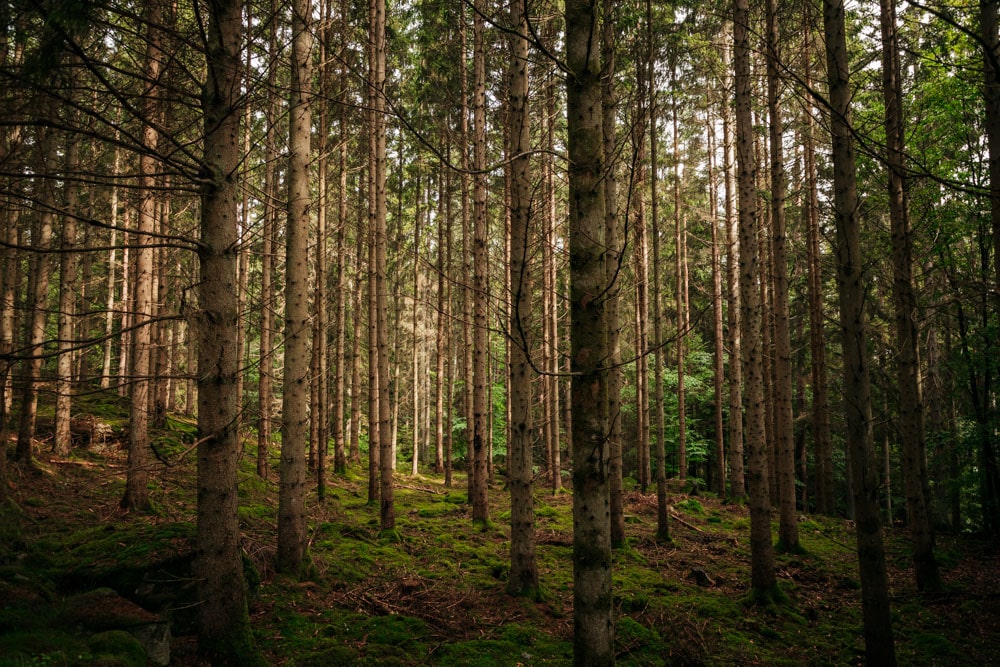 forêt Immeln Suède