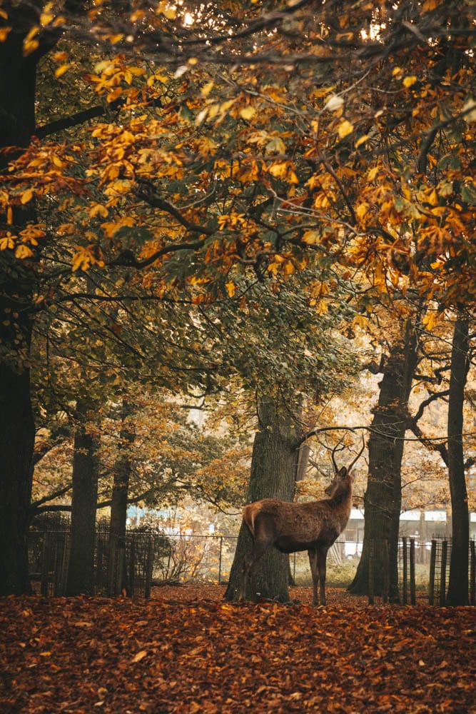 voir des cerfs en hollande La Haye