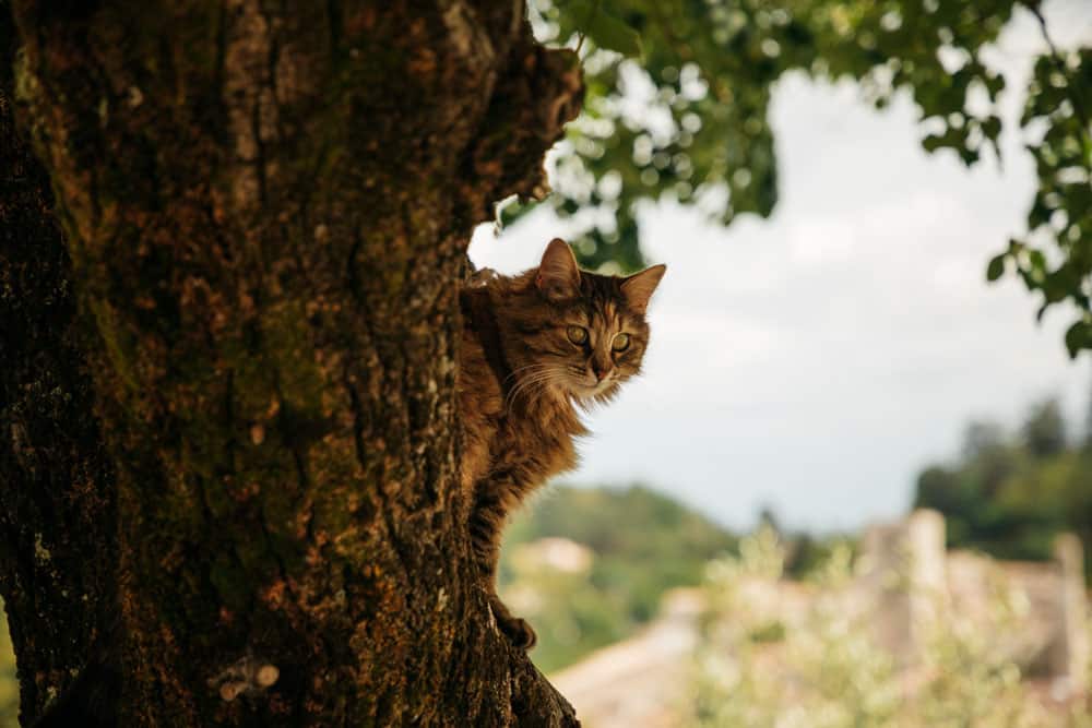 plus belle vue sur Forcalquier