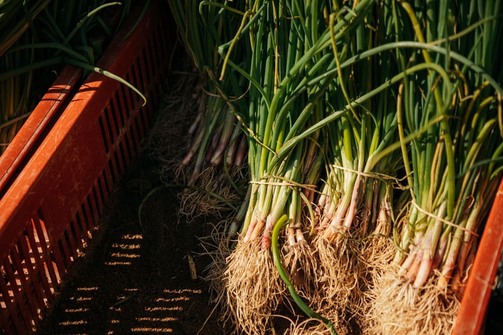 producteurs locaux marché Forcalquier