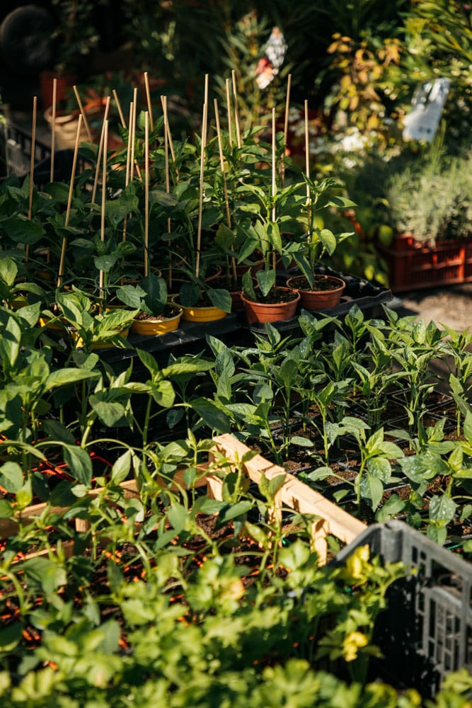 produits du terroir marché Forcalquier