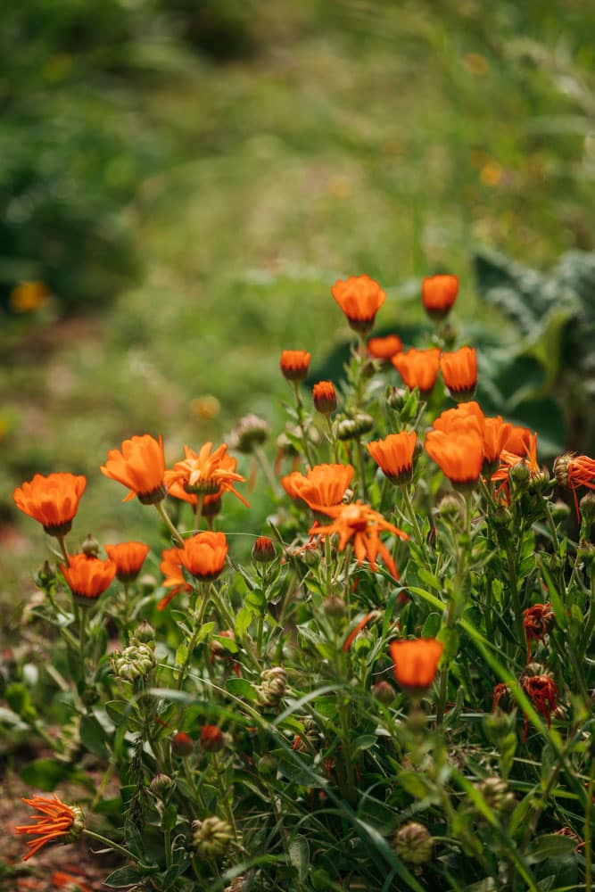 fleurs en haute provence