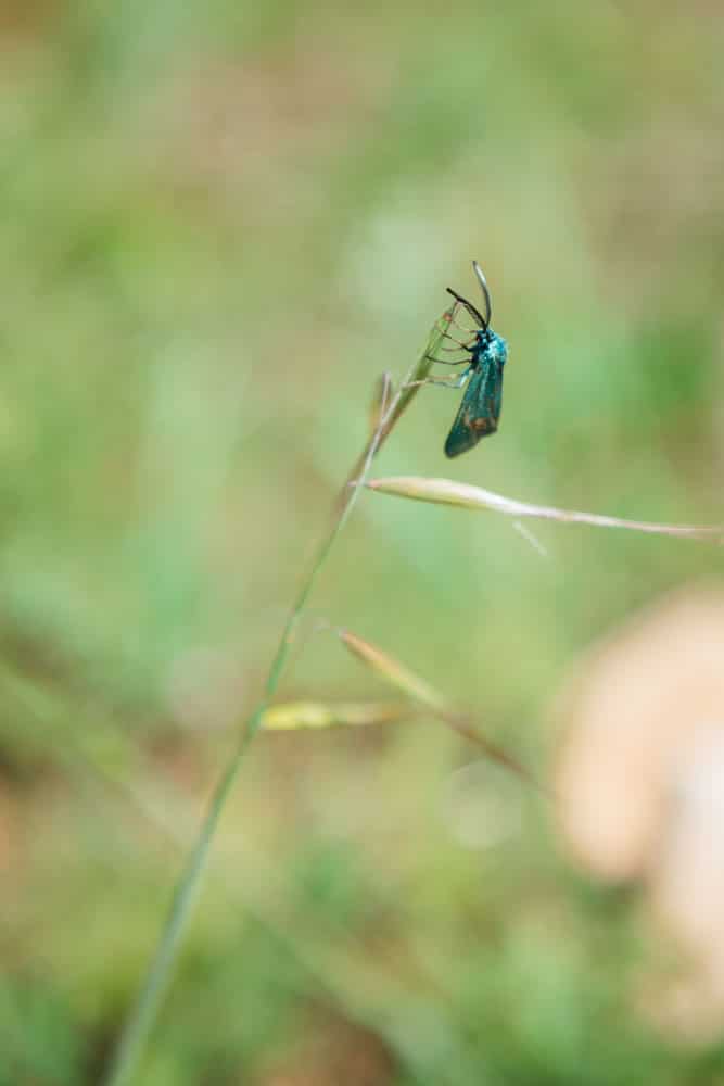 ou se promener a la montagne de lure plus beaux paysages de Haute-Provence