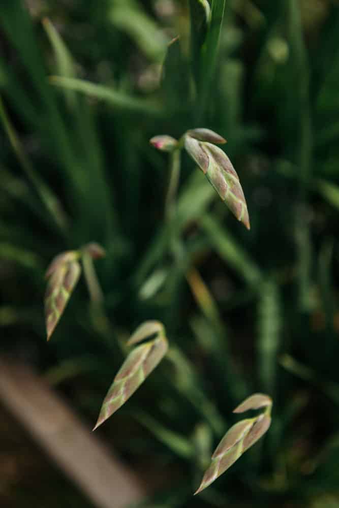 quand visiter jardins Salagon