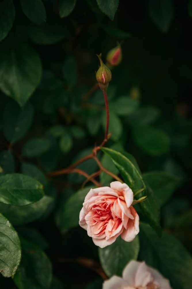 quand voir roses de Valsaintes