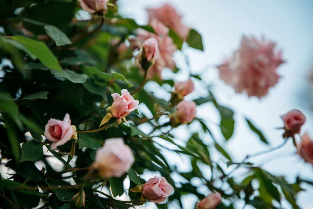 visiter jardins de haute provence