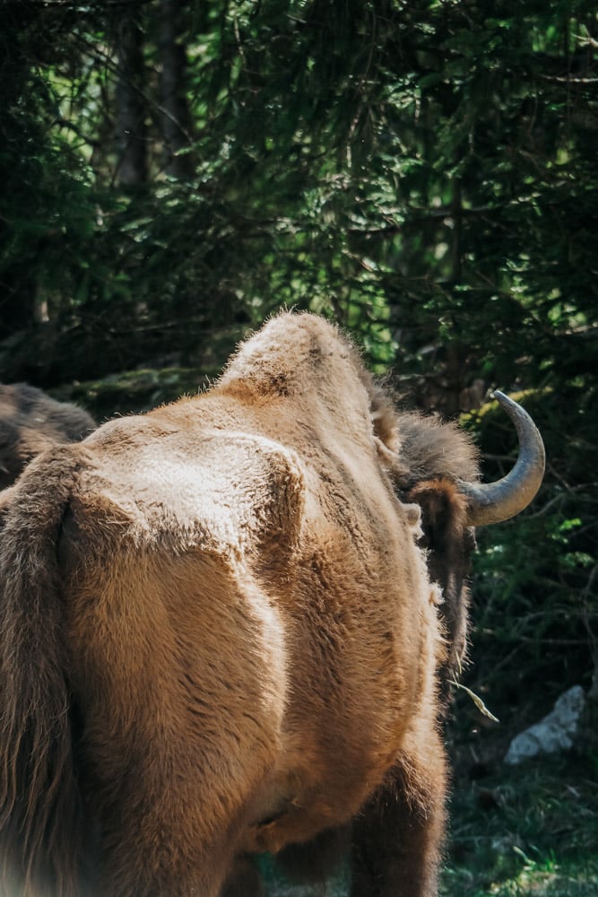 bisons d'Europe visite guidée