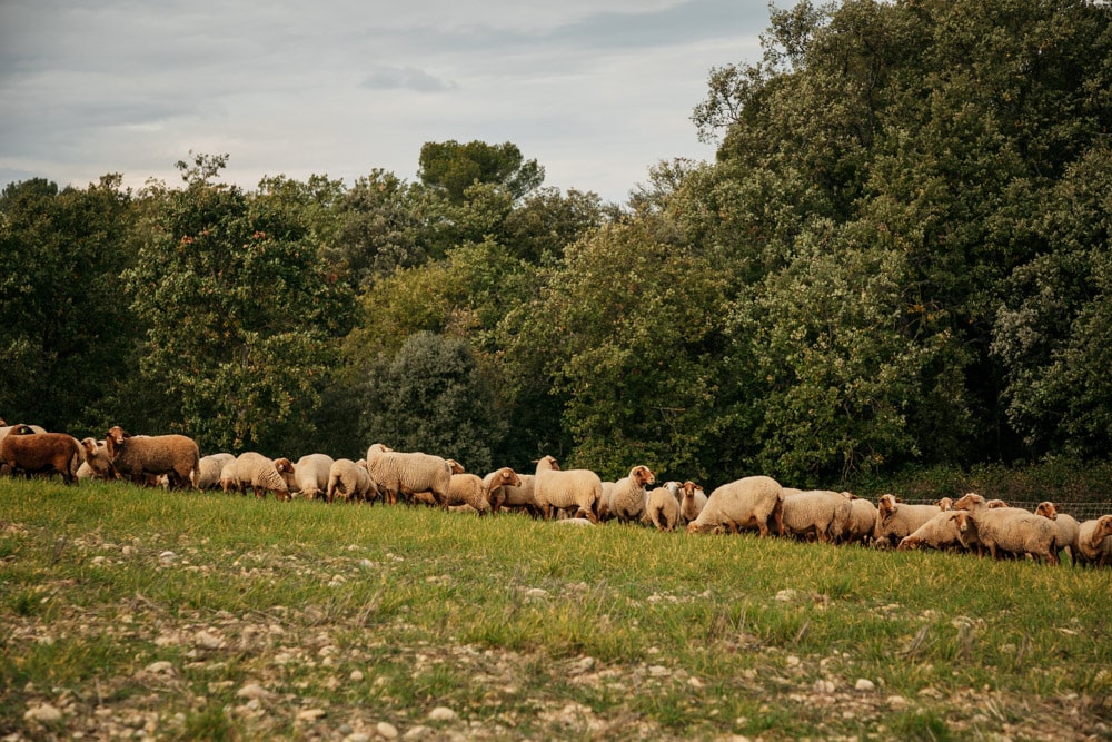 où se promener plateau de Valensole