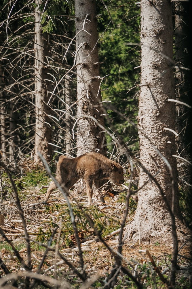 parc bisons France Occitanie