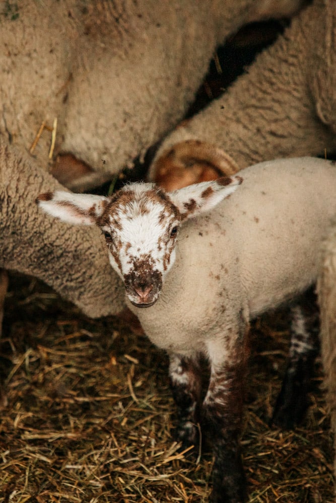 pastoralisme La Routo