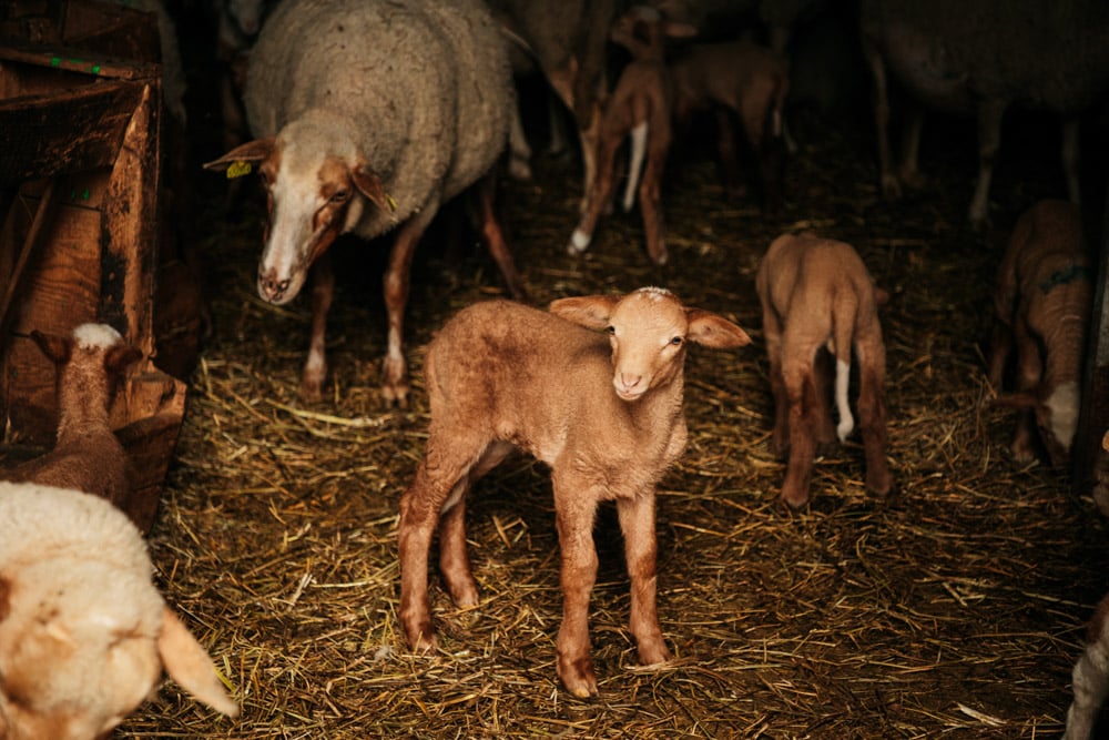 rencontres producteurs randonnée itinérante Verdon