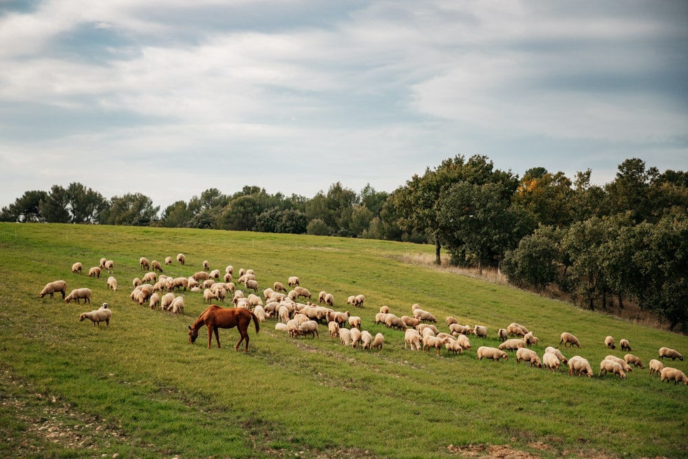 transhumance randonnée la Routo