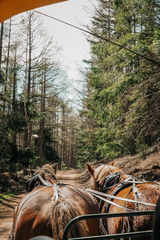 visite en calèche bisons Lozère