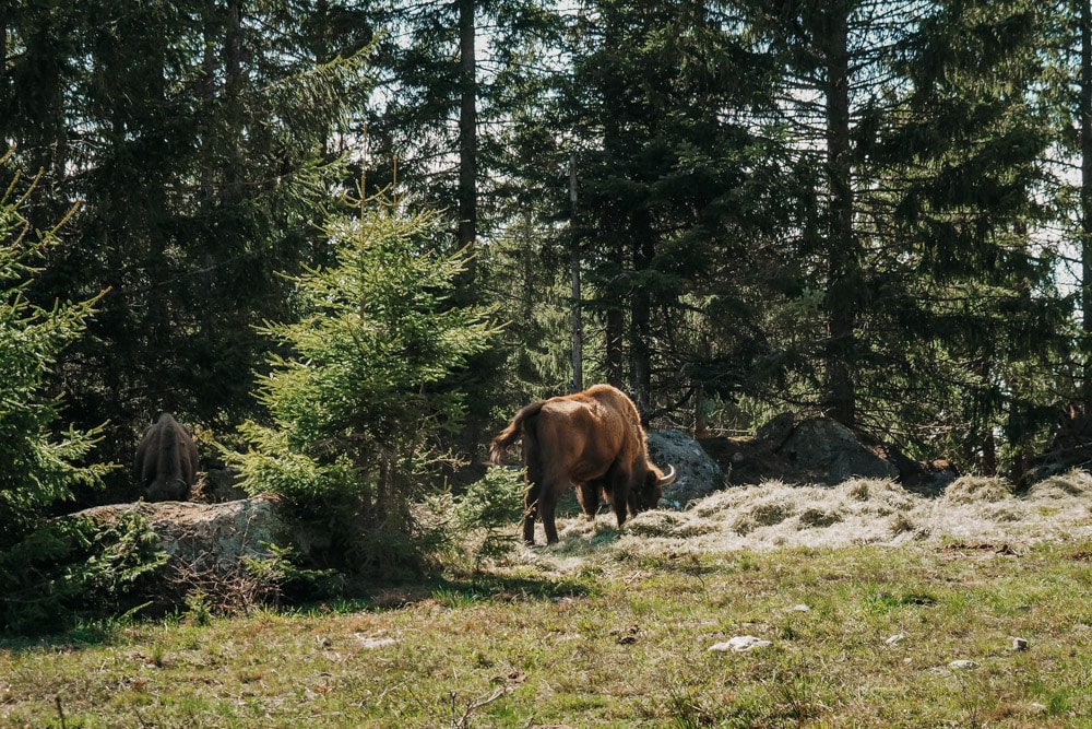 visite parc bisons Europe Lozère