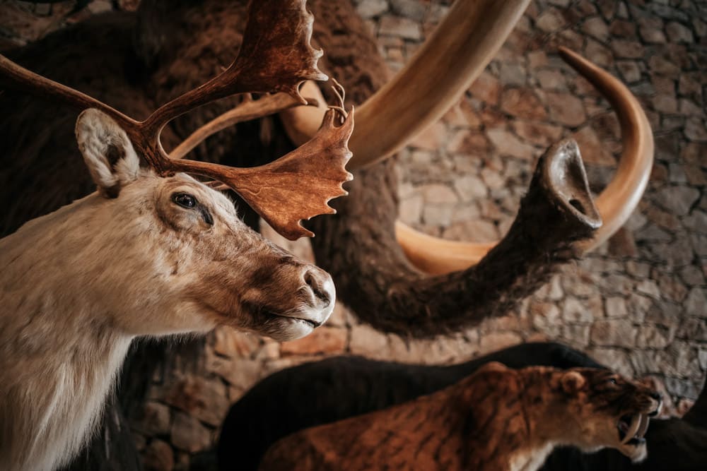 visiter Quinson musée préhistoire France