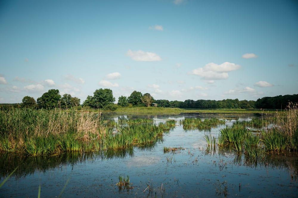 lac du Der activités