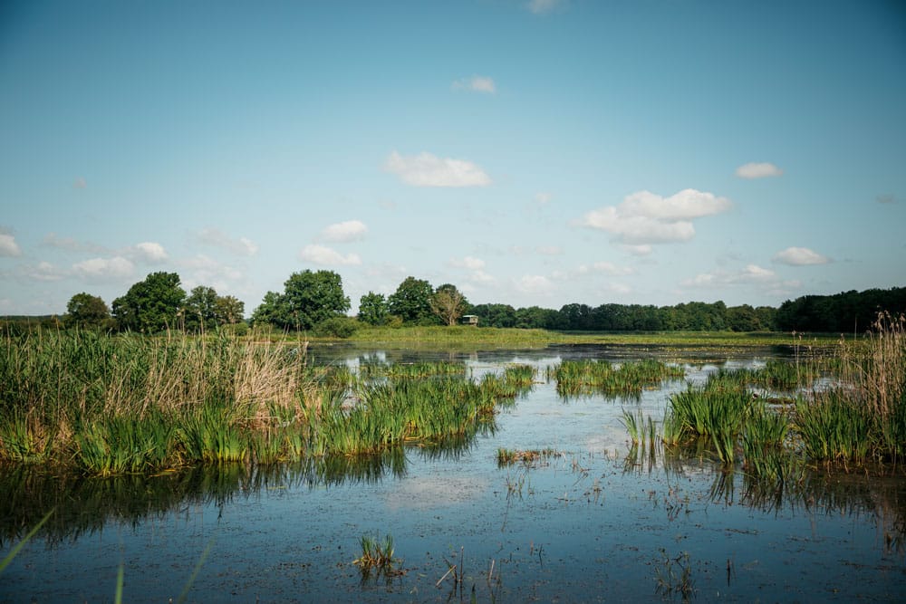 lac du Der activités