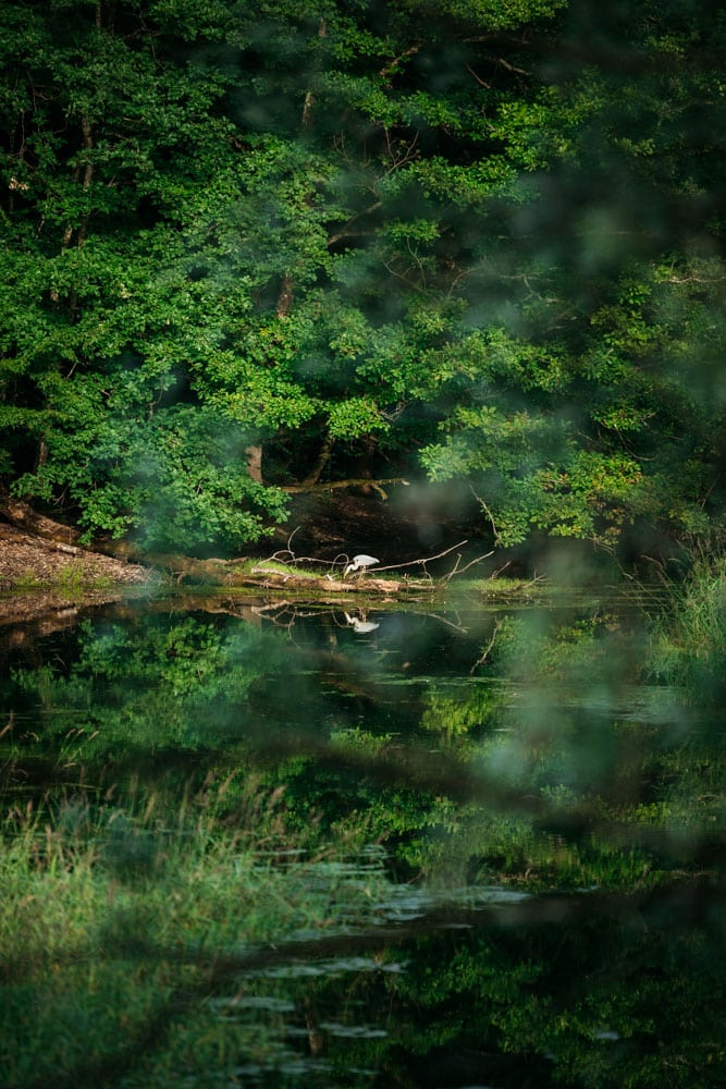 observer les oiseaux forêt d'Orient