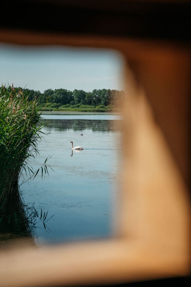 observer les oiseaux migrateurs près de Paris