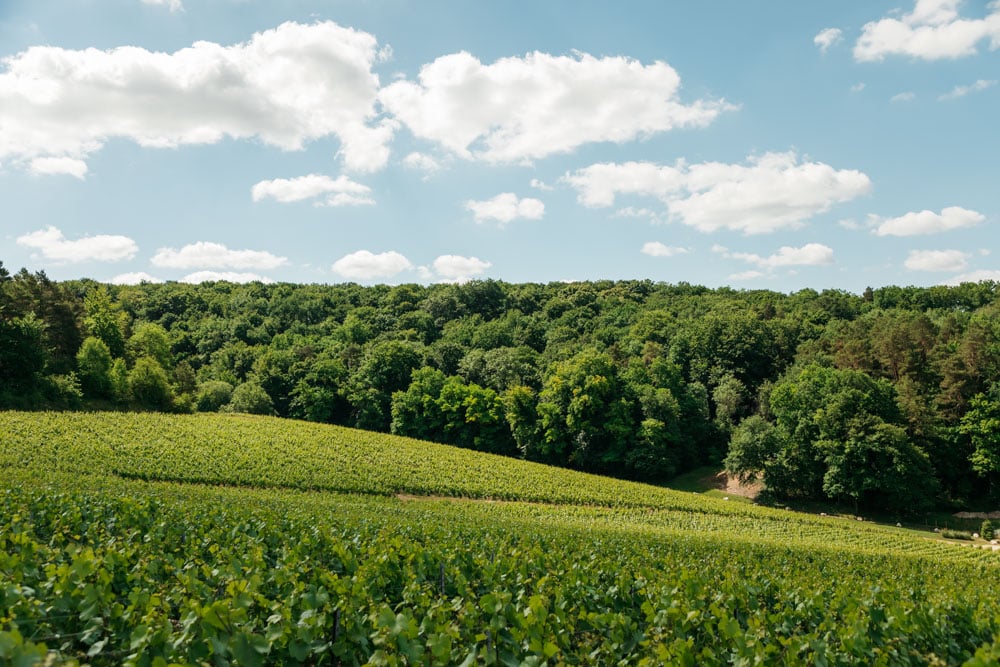 ou faire pique nique vigneron en Champagneou faire pique nique vigneron en Champagne
