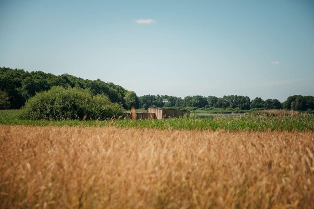 ou observer les grues cendrées lac du Der