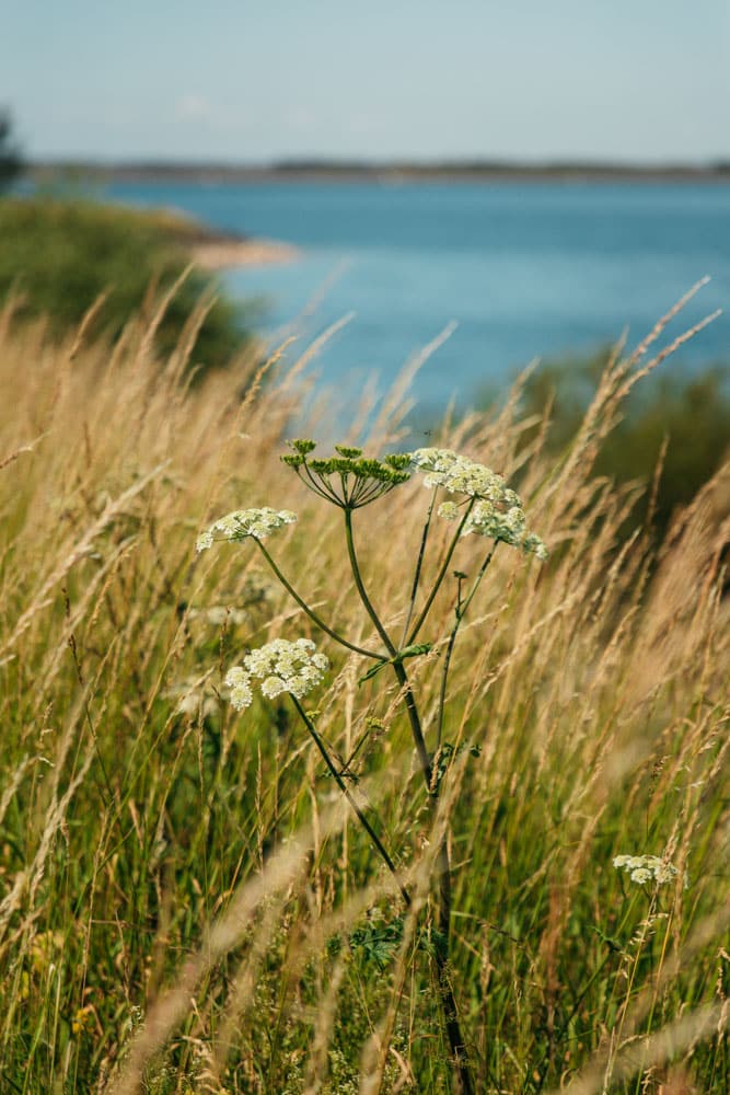 que faire vers les grands lacs de Champagne