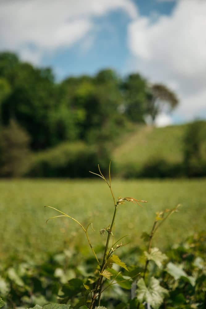 quels vignobles visiter en Champagne