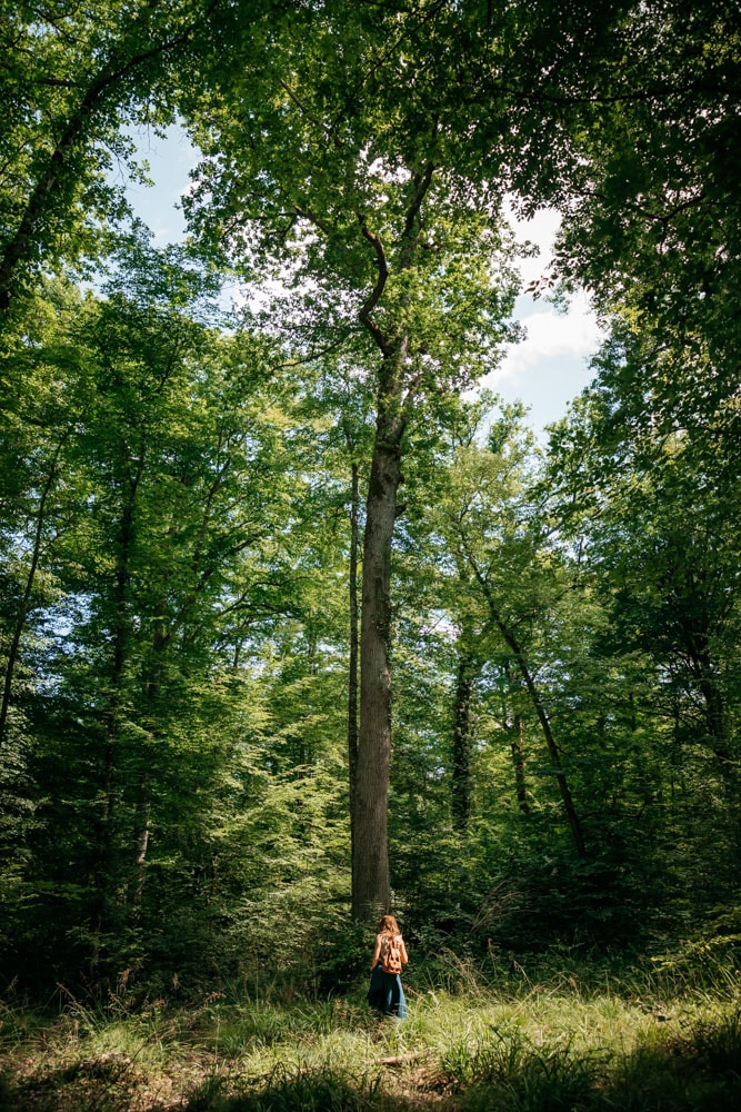 randonnée guide forêt d'Orient