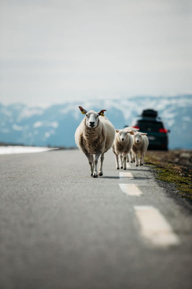 faire en road trip en Norvège