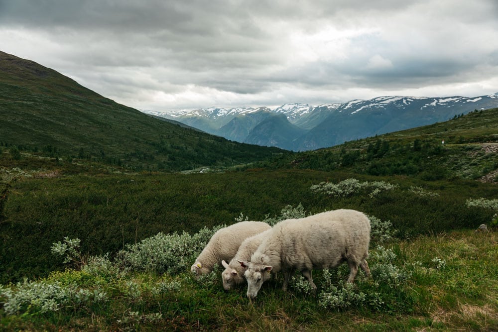 itinéraire road trip en Norvège 1 semaine