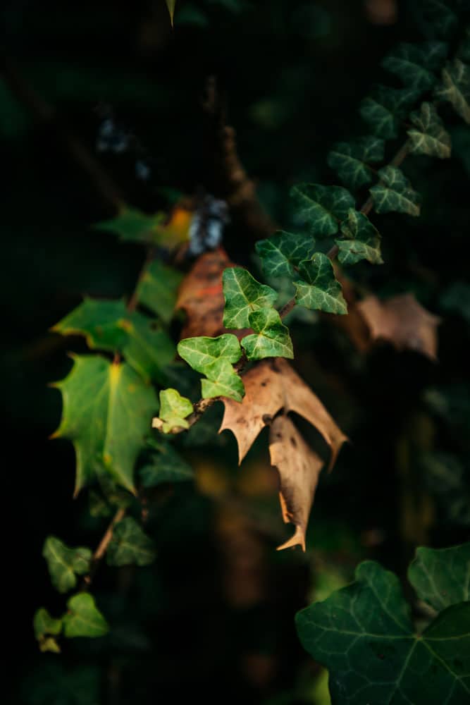 nature à Nancy