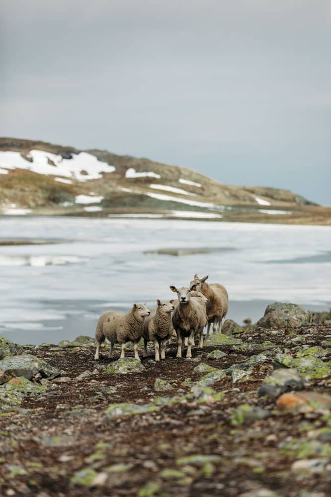 ou aller en Norvège en été