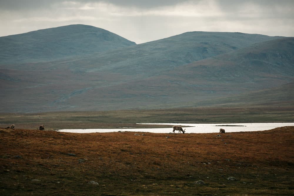 ou voir des rennes en Norvège