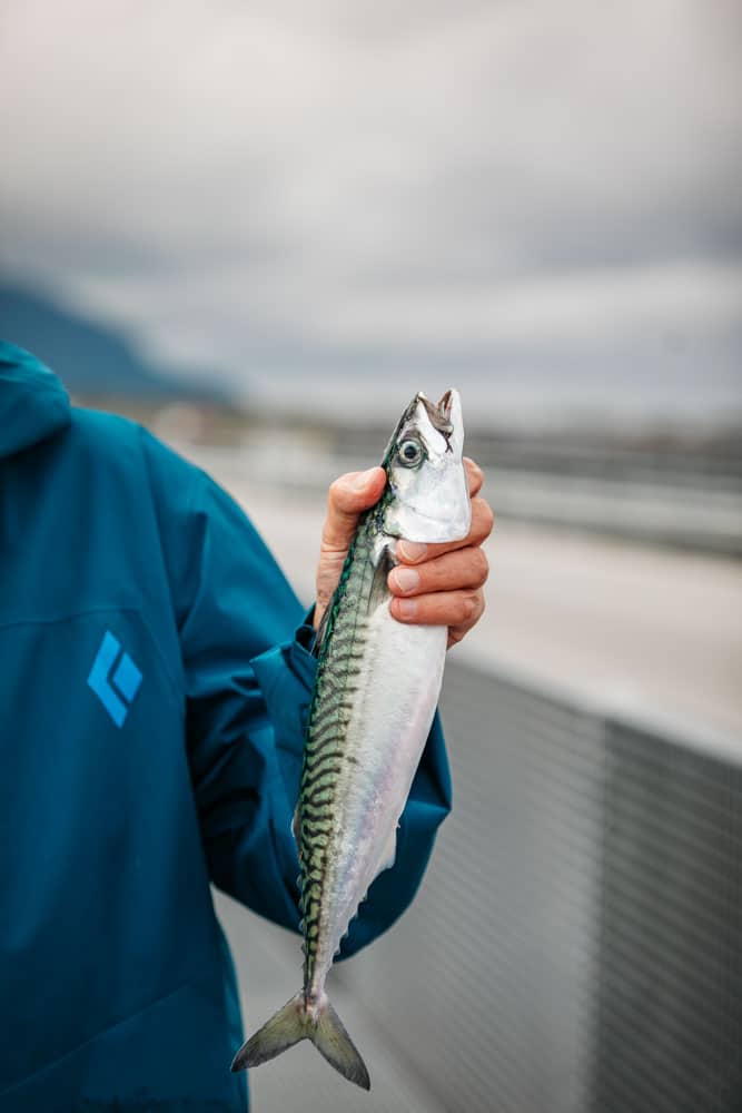 pêche du jour Norvège