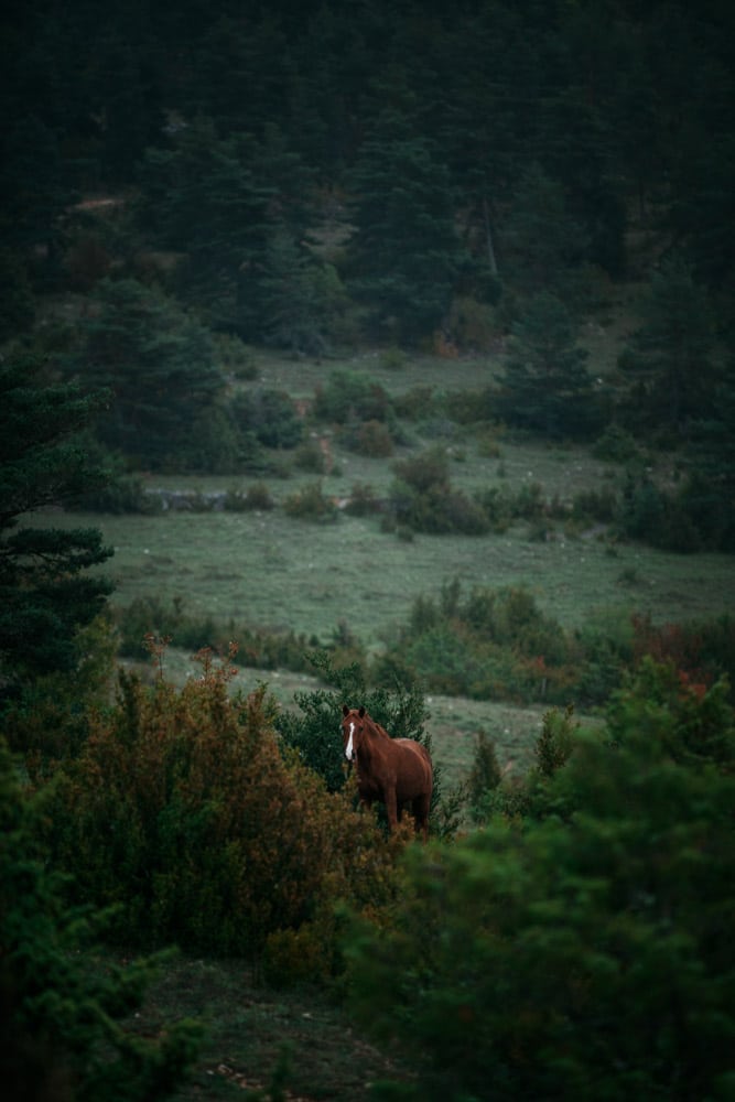 soirée brame du cerf Lozère