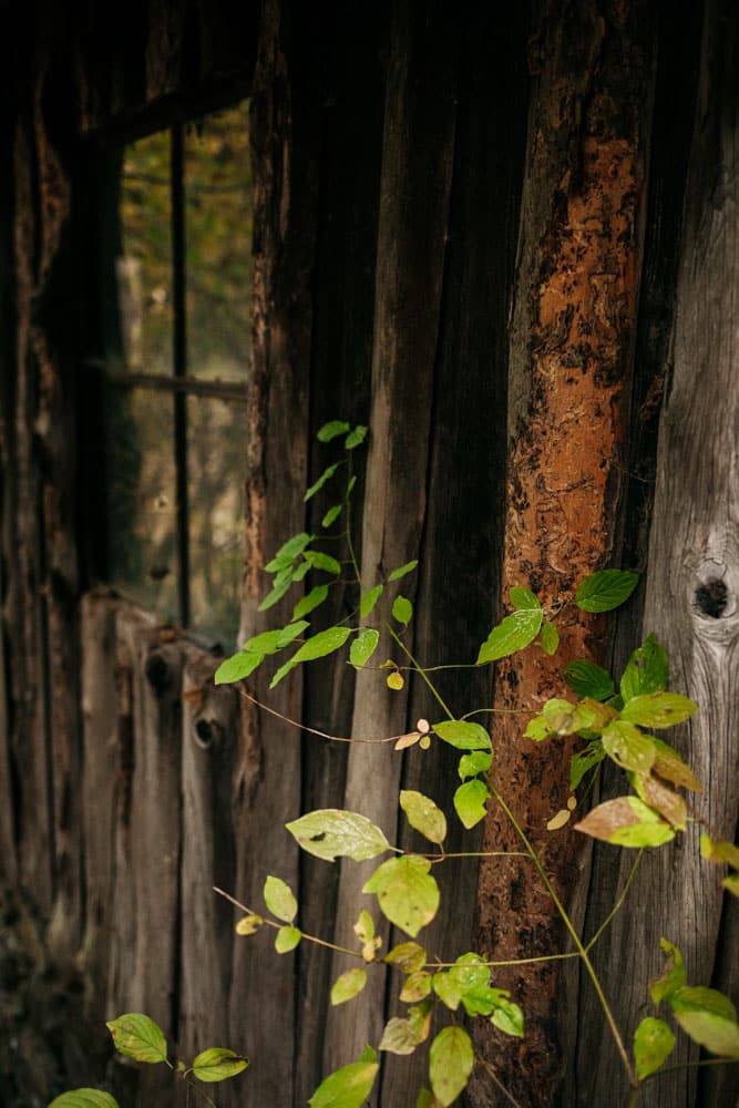 visiter une scierie à bois Ubaye