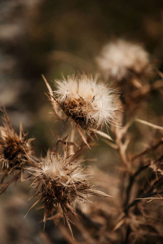 Montclar en automne