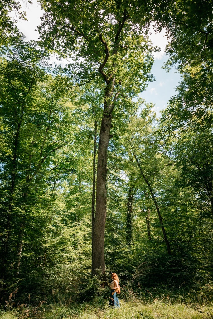 découvrir forêt d'Orient Aube