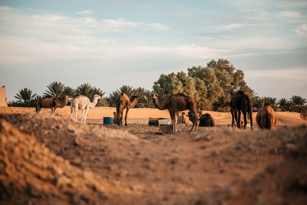 Maroc meilleurs hôtels désert Merzouga