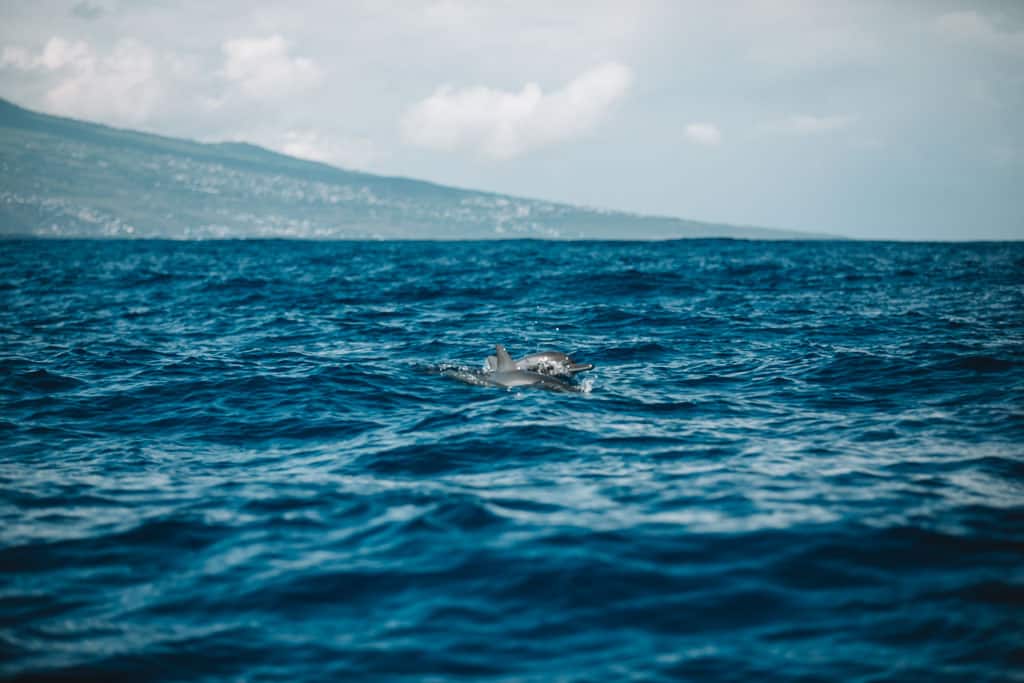 centre de plongée pour voir des dauphins