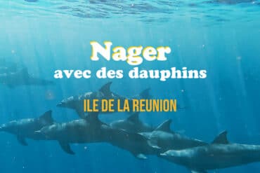 île de La Réunion : nager avec des dauphins
