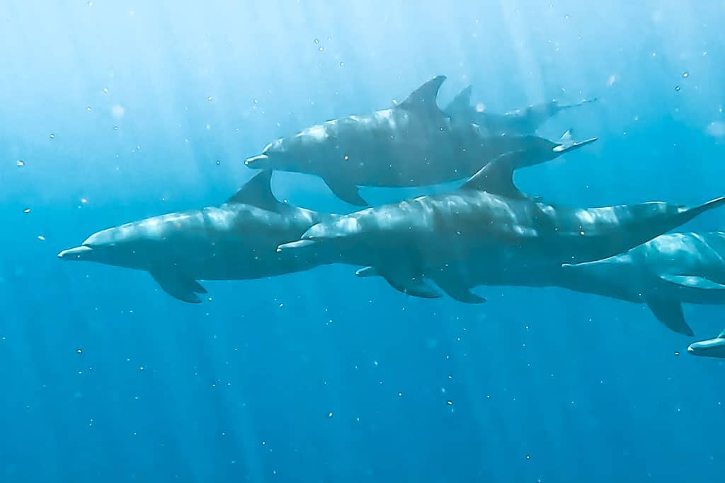 nager avec des dauphins Réunion
