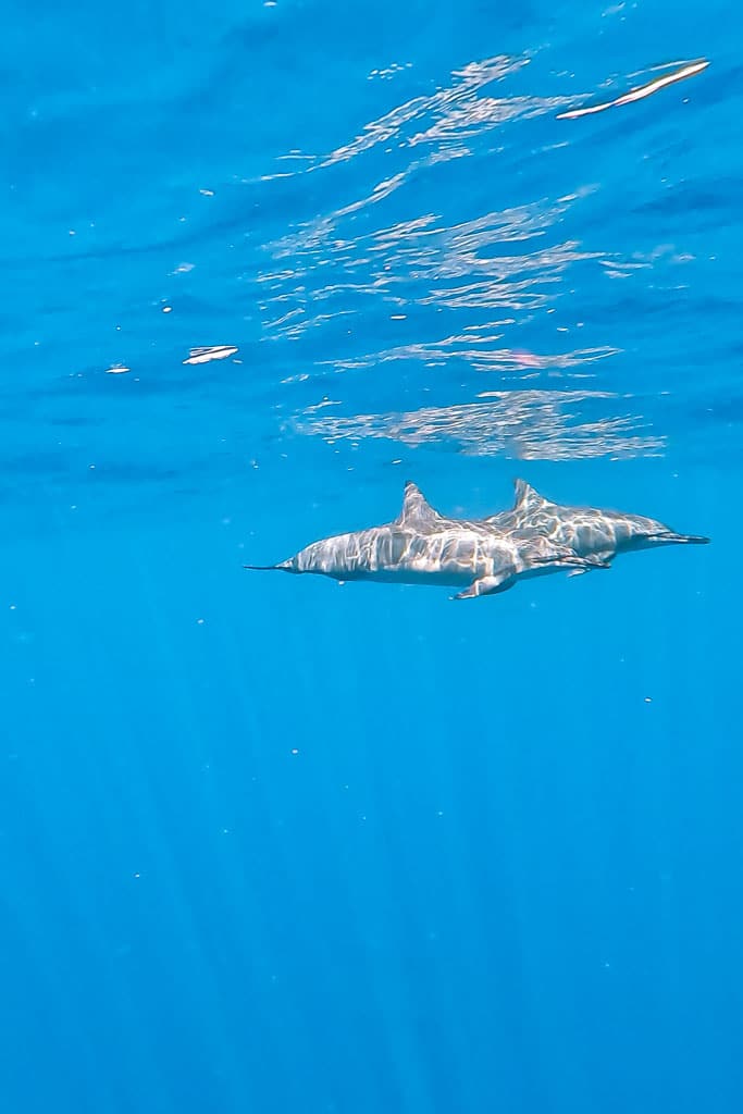 ou voir des dauphins océan Indien