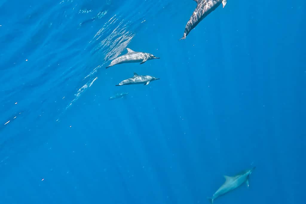plonger avec des dauphins à la Réunion