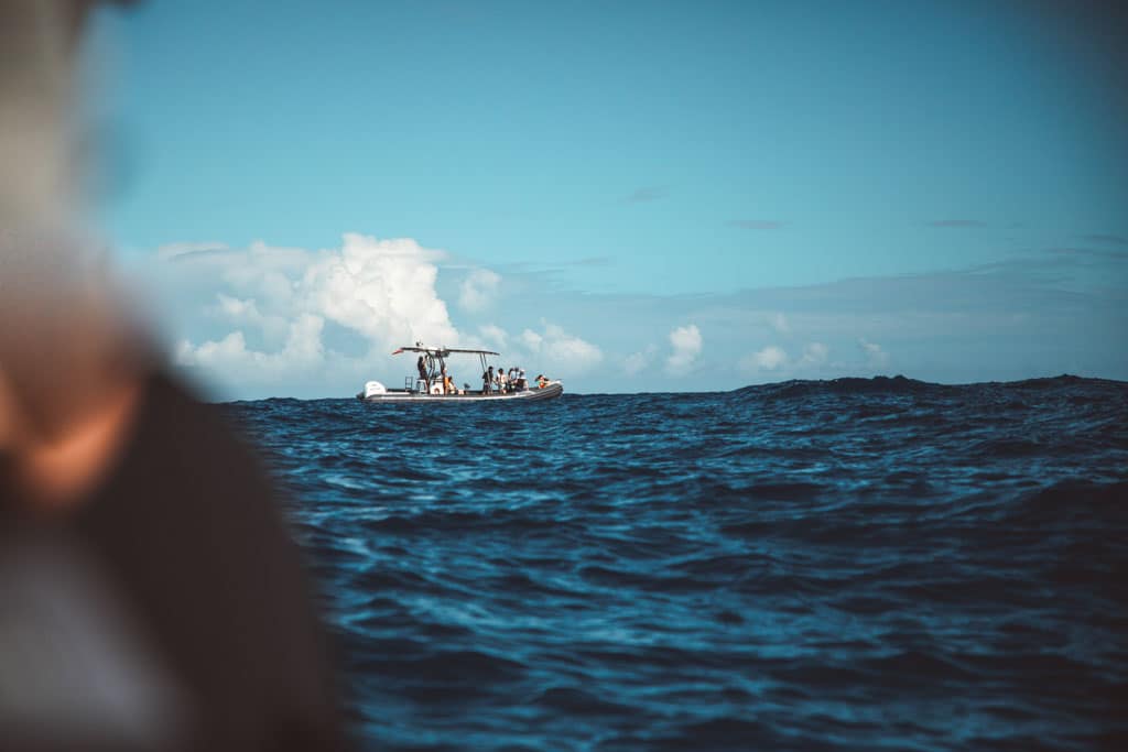sortie bateau Réunion pour voir des dauphins