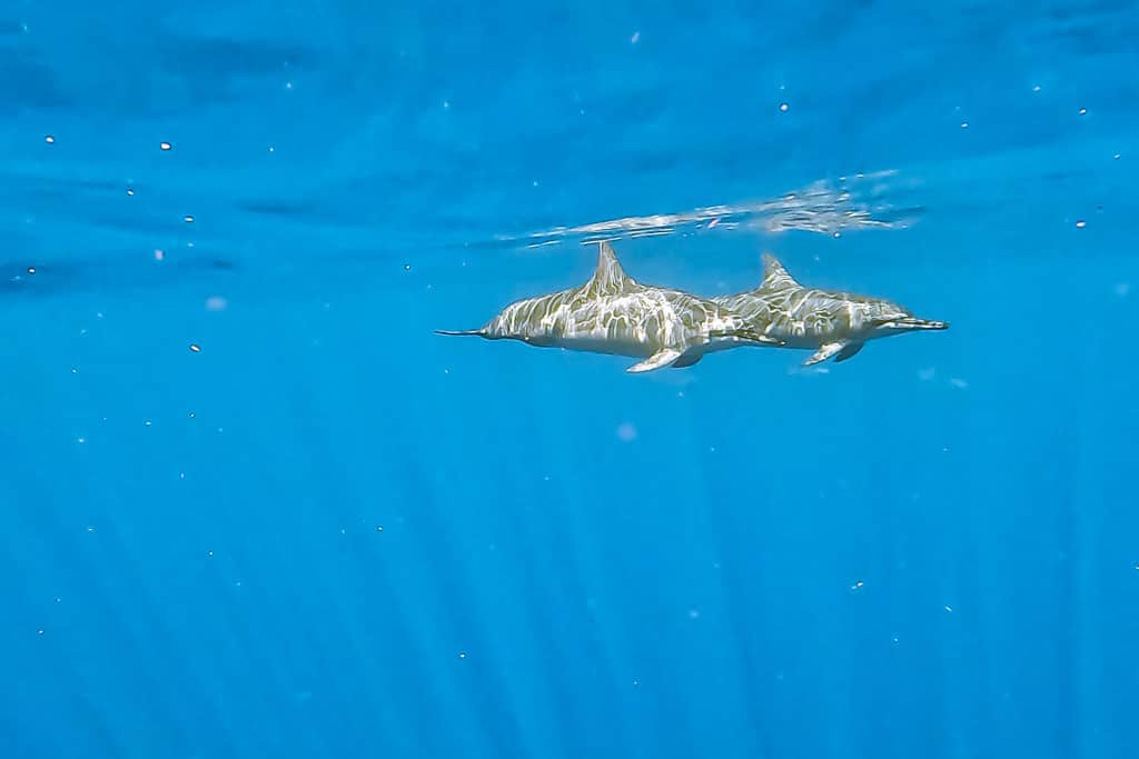 sortie bateau voir dauphins blog voyage