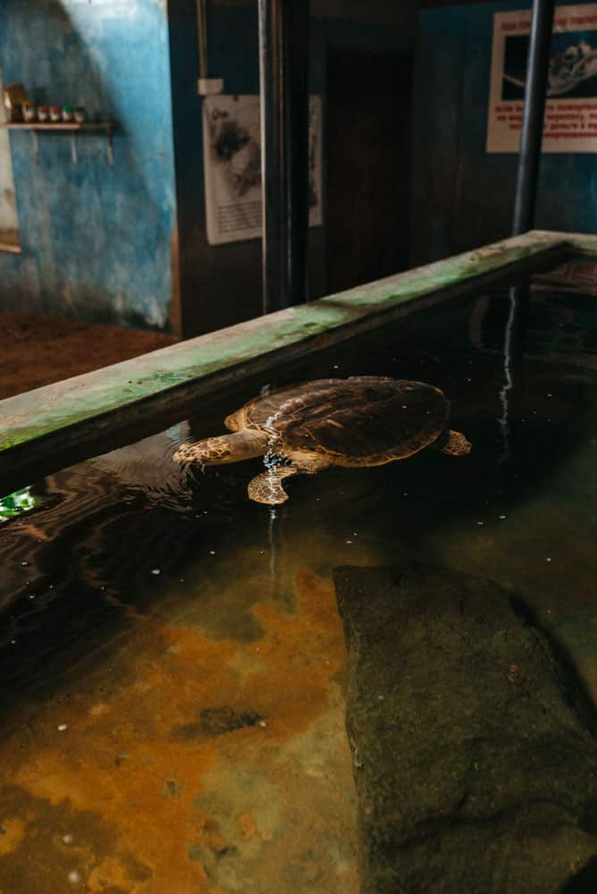 aider à la protection des tortues au Sri Lanka