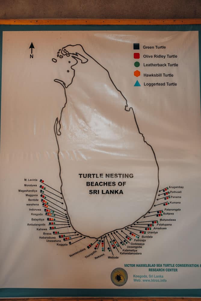 centre de recherches et sauvegarde des tortues de mer