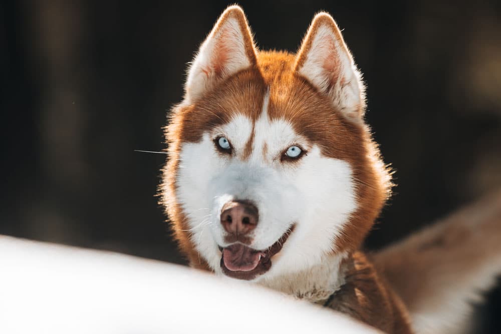 chien de traineau en Ubaye