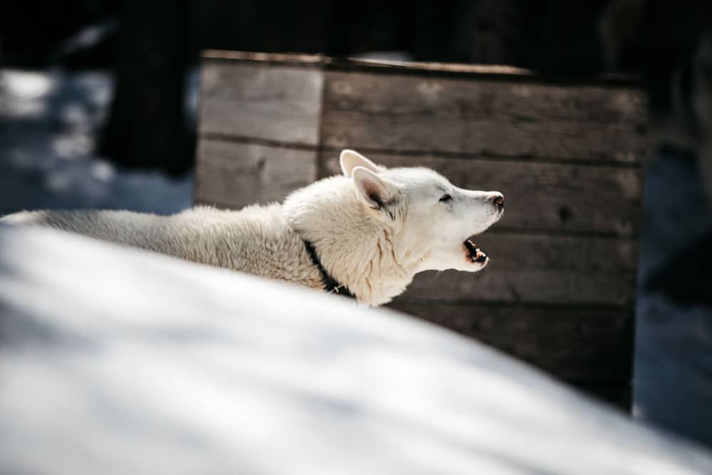 chiens de traineau Ubaye